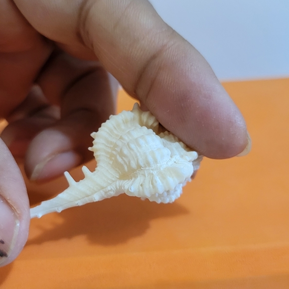 CABRITS MUREX Seashell - Picture 5 of 5